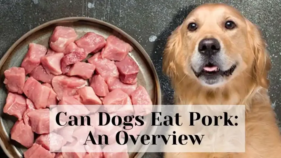 Can dogs eat pork
